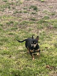 Found/Stray Unknown Dog last seen Ooltewah middle school, Collegedale, TN 37363