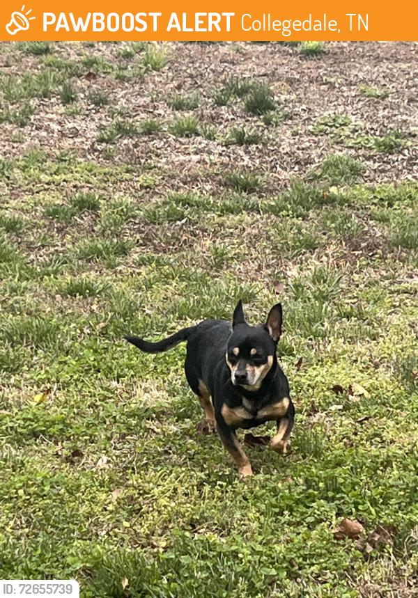 Found/Stray Unknown Dog last seen Ooltewah middle school, Collegedale, TN 37363