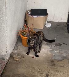Lost Female Cat last seen Florence Abe, Los Angeles, CA 90001