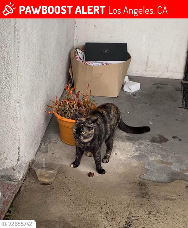 Lost Female Cat last seen Florence Abe, Los Angeles, CA 90001