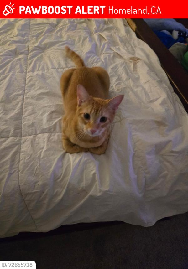 Lost Male Cat last seen Briggs and 74, Homeland, CA 92548
