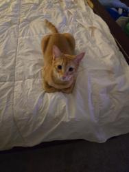 Lost Male Cat last seen Briggs and 74, Homeland, CA 92548