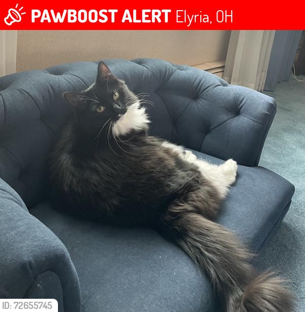 Lost Female Cat last seen Garford Ave Elyria Ohio, Elyria, OH 44035