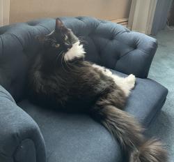 Lost Female Cat last seen Garford Ave Elyria Ohio, Elyria, OH 44035