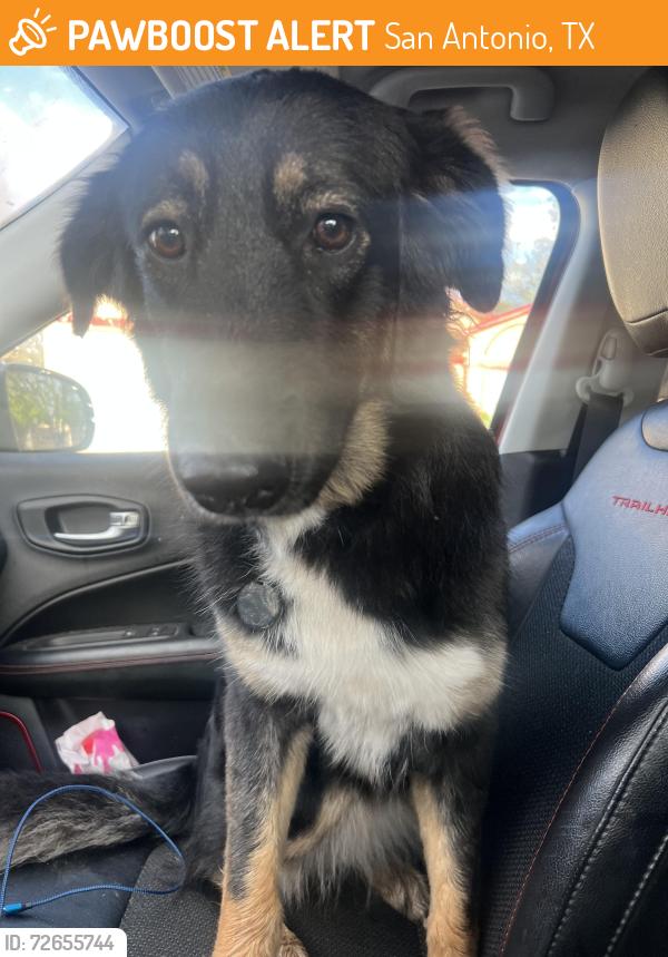 Found/Stray Female Dog last seen Sunlit Trail Dr and Wayword Trail, San Antonio, TX 78244