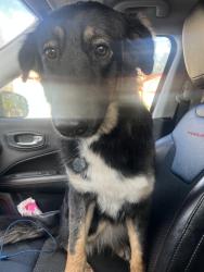 Found/Stray Female Dog last seen Sunlit Trail Dr and Wayword Trail, San Antonio, TX 78244