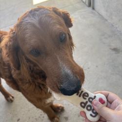 Lost Male Dog last seen 22st E Palmdale, Palmdale, CA 93550