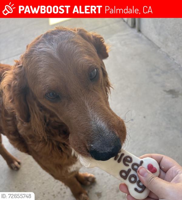 Lost Male Dog last seen 22st E Palmdale, Palmdale, CA 93550