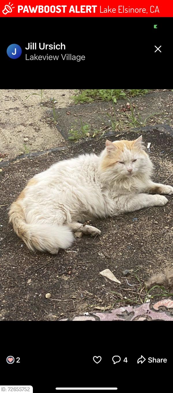Lost Male Cat last seen E Peck St Lake Elsinore Ca, Lake Elsinore, CA 92530