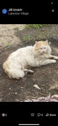 Lost Male Cat last seen E Peck St Lake Elsinore Ca, Lake Elsinore, CA 92530