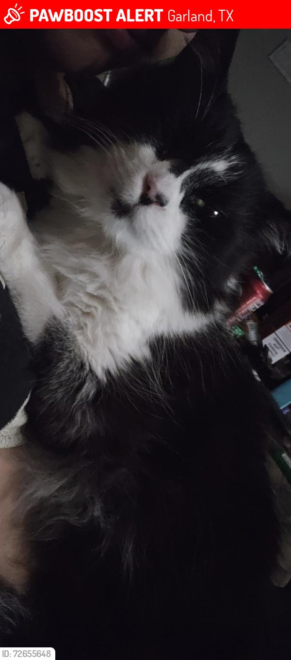 Lost Female Cat last seen Blanco and Medio Dr. Garland , Garland, TX 75040
