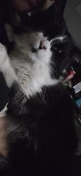 Lost Female Cat last seen Blanco and Medio Dr. Garland , Garland, TX 75040