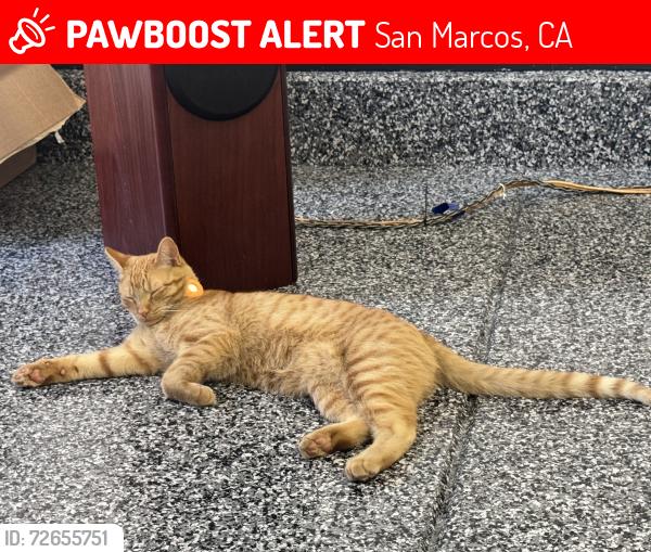 Lost Male Cat last seen Twin Oaks & Woodward st., San Marcos, CA 92069