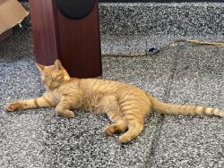 Lost Male Cat last seen Twin Oaks & Woodward st., San Marcos, CA 92069