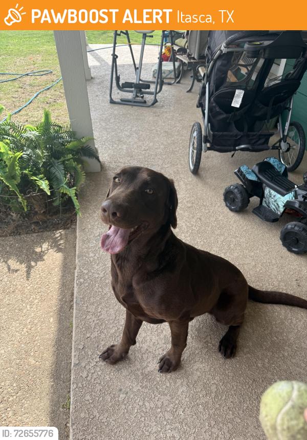 Found/Stray Male Dog last seen Turner Cemetery on FM 934, One mile east of I35W, Itasca, TX 76055