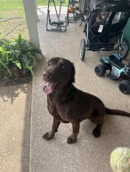 Found/Stray Male Dog last seen Turner Cemetery on FM 934, One mile east of I35W, Itasca, TX 76055