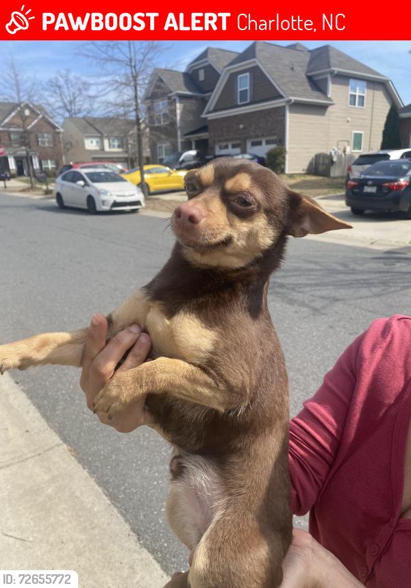 Lost Male Dog last seen John Price Rd, Charlotte, NC 28273