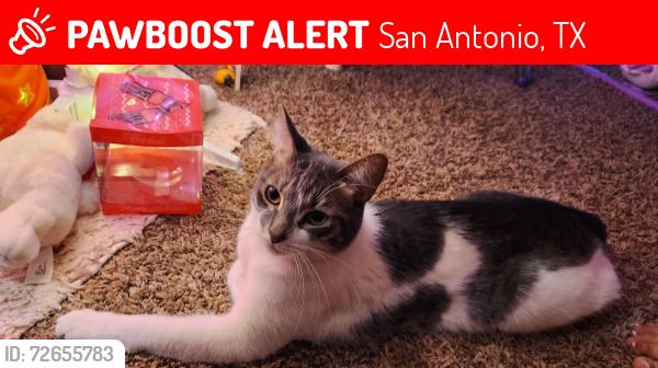 Lost Male Cat last seen Stone oak , San Antonio, TX 78258