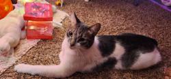 Lost Male Cat last seen Stone oak , San Antonio, TX 78258