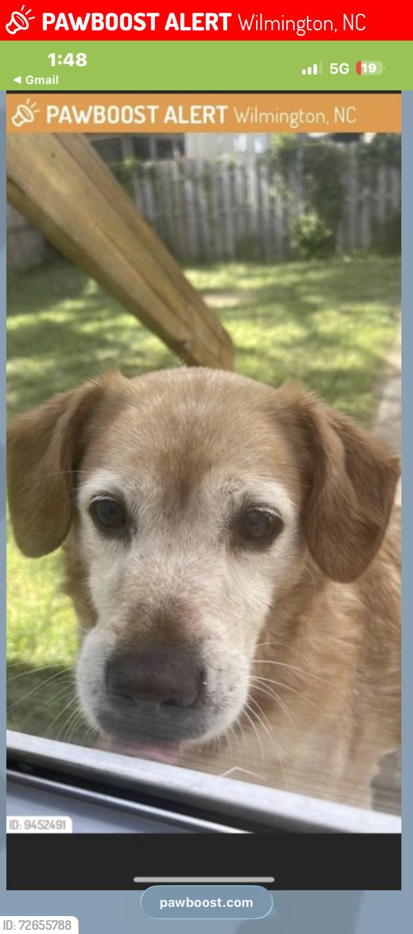 Lost Male Dog last seen River walk , Wilmington, NC 28401