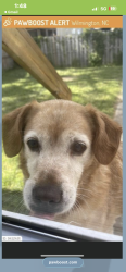 Lost Male Dog last seen River walk , Wilmington, NC 28401