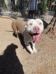 Lost Male Dog last seen Metro on First apmts dog park, Tucson, AZ 85719