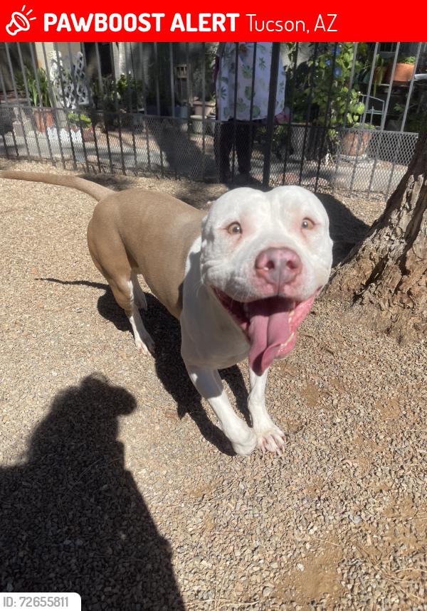 Lost Male Dog last seen Metro on First apmts dog park, Tucson, AZ 85719