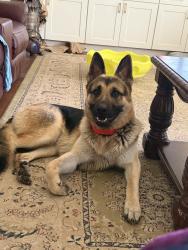 Lost Male Dog last seen Hwy 129, Claxton, GA 30417