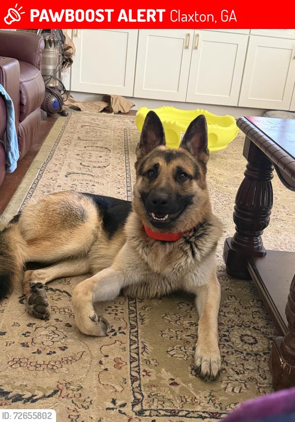 Lost Male Dog last seen Hwy 129, Claxton, GA 30417