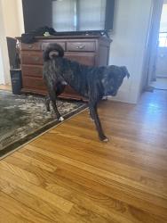 Found/Stray Male Dog last seen Cassidy gate, El Paso, TX 79930