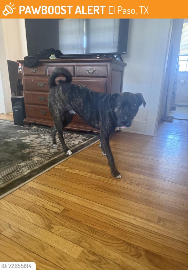 Found/Stray Male Dog last seen Cassidy gate, El Paso, TX 79930