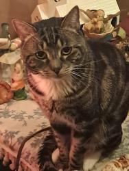 Lost Male Cat last seen Hmac, Harrisburg, PA 17102