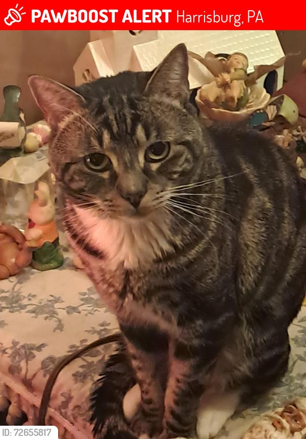 Lost Male Cat last seen Hmac, Harrisburg, PA 17102