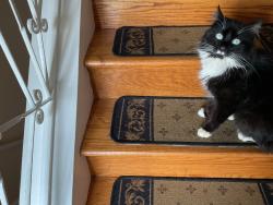 Found/Stray Male Cat last seen Summerhill / Hope, Temple Hills, MD 20748