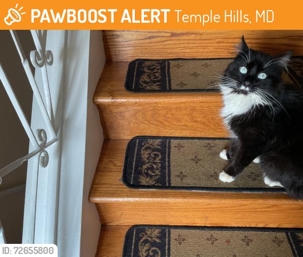 Found/Stray Male Cat last seen Summerhill / Hope, Temple Hills, MD 20748