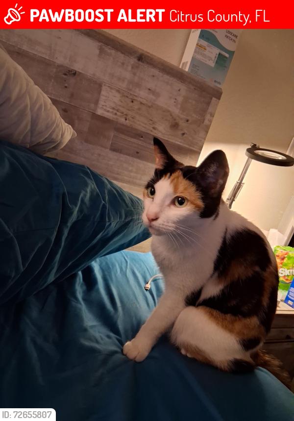 Lost Female Cat last seen Citrus and Dunnellon Rd, Citrus County, FL 34433