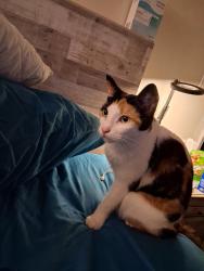 Lost Female Cat last seen Citrus and Dunnellon Rd, Citrus County, FL 34433