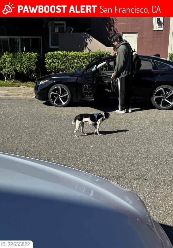 Lost Unknown Dog last seen Park Merced , San Francisco, CA 94132