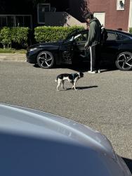 Lost Unknown Dog last seen Park Merced , San Francisco, CA 94132