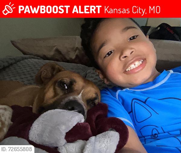 Lost Female Dog last seen Near Bristol Terrace , Kansas City, MO 64134