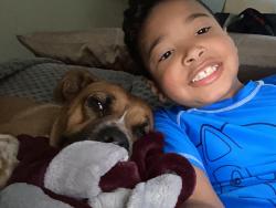 Lost Female Dog last seen Near Bristol Terrace , Kansas City, MO 64134