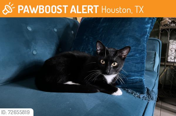 Found/Stray Male Cat last seen Bobwhite and Creekbend, Houston, TX 77096