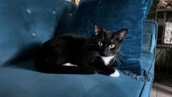 Found/Stray Male Cat last seen Bobwhite and Creekbend, Houston, TX 77096