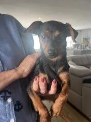 Found/Stray Male Dog last seen The Luxe at Boca apmts , Boca Raton, FL 33428