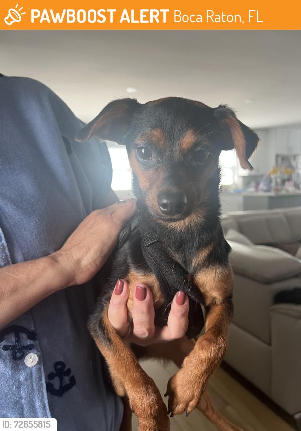 Found/Stray Male Dog last seen The Luxe at Boca apmts , Boca Raton, FL 33428