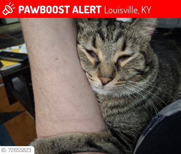 Lost Male Cat last seen Walmart, Louisville, KY 40229