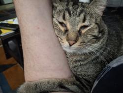 Lost Male Cat last seen Walmart, Louisville, KY 40229