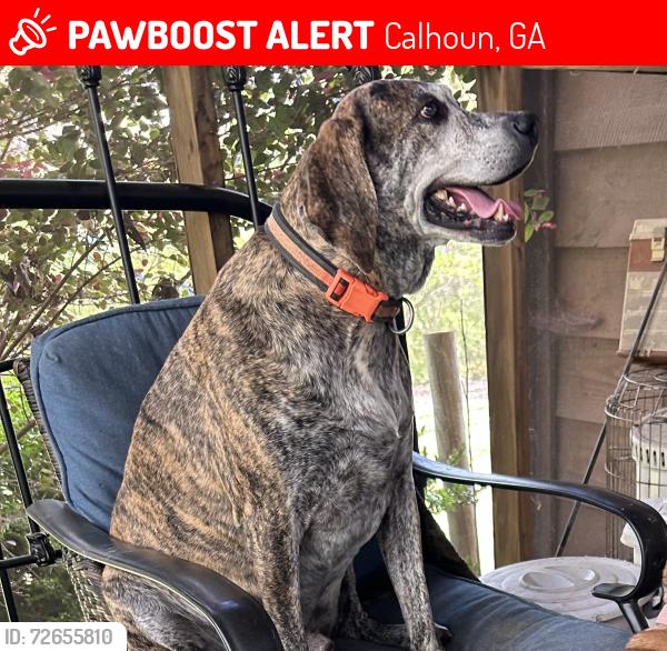 Lost Male Dog last seen Red bud road, Calhoun, GA 30701