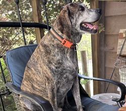 Lost Male Dog last seen Red bud road, Calhoun, GA 30701
