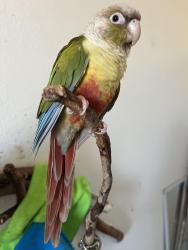 Lost Female Bird last seen Michael Hunt/Durfee/Peck 7-Eleven area, South El Monte, CA 91733